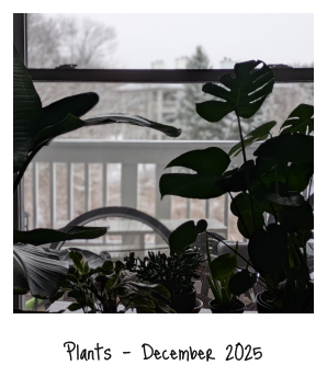 Houseplants by a window